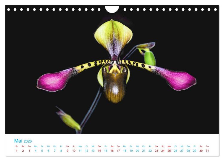 Produktbild: Die K&ouml;nigin der Blumenwelt, die Orchidee (Wandkalender 2026 DIN A4 quer), CALVENDO Monatskalender