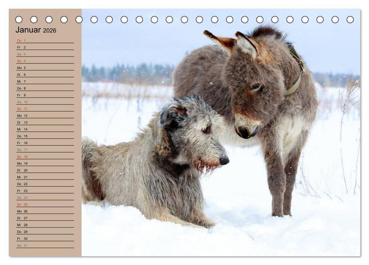 Produktbild: Das Esel-Paradies - Hunde und andere Feunde (Tischkalender 2026 DIN A5 quer), CALVENDO Monatskalender