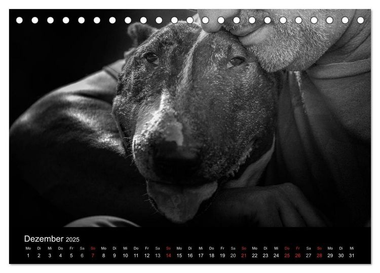 Produktbild: Bullterrier (Tischkalender 2025 DIN A5 quer), CALVENDO Monatskalender