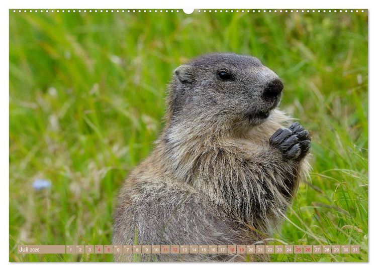 Produktbild: Alpenmurmeltiere in freier Wildbahn (hochwertiger Premium Wandkalender 2026 DIN A2 quer), Kunstdruck in Hochglanz