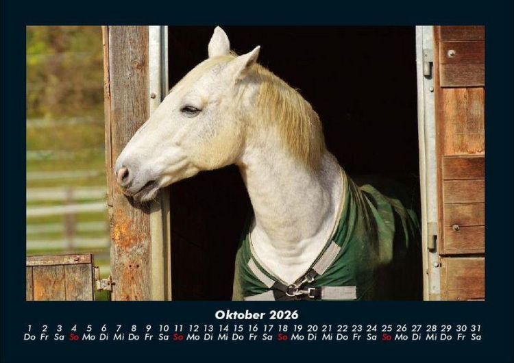 Produktbild: Tierkalender 2026 Fotokalender DIN A4