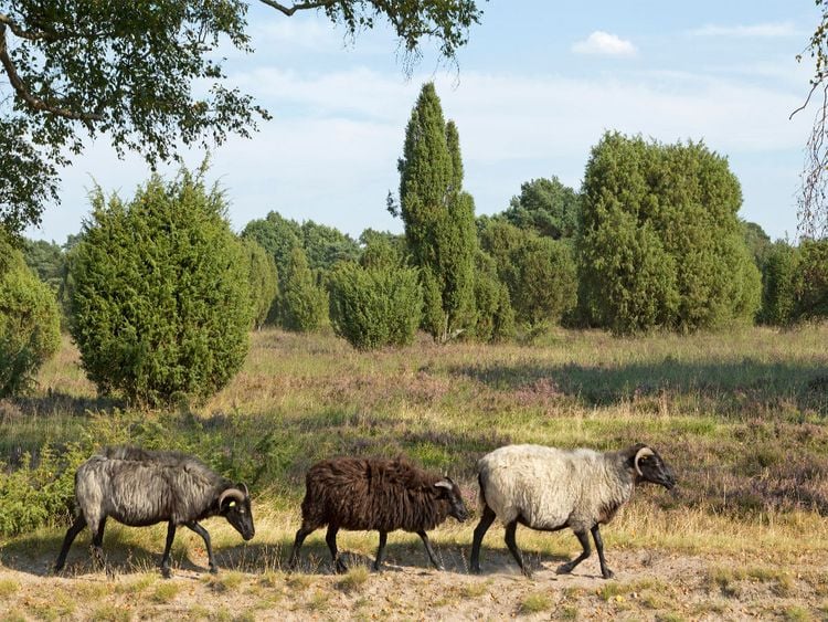 Produktbild: CALVENDO Puzzle Heidschnucken unterwegs | 1000 Teile Lege-Gr&ouml;&szlig;e 64x48cm Foto-Puzzle f&uuml;r gl&uuml;ckliche Stunden