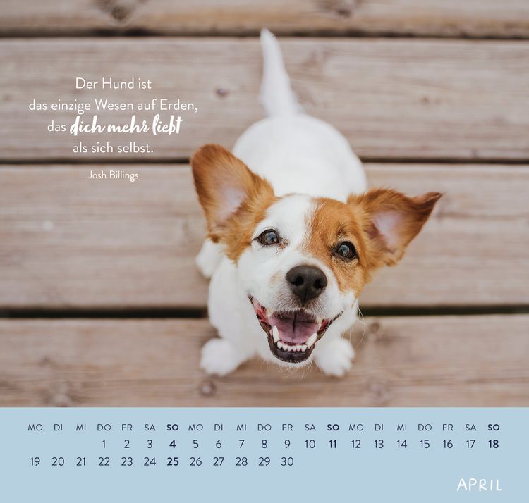 Produktbild: Wandkalender 2027: F&uuml;r Hundefreunde