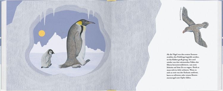 Produktbild: Kleiner Pinguin, bald bist du gro&szlig;!