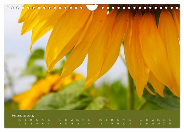 Produktbild: Sonnenblumen - die Blumen der Lebensfreude (Wandkalender 2026 DIN A4 quer), CALVENDO Monatskalender