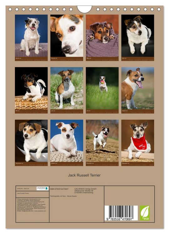 Produktbild: Jack Russell Terrier (Wandkalender 2026 DIN A4 hoch), CALVENDO Monatskalender
