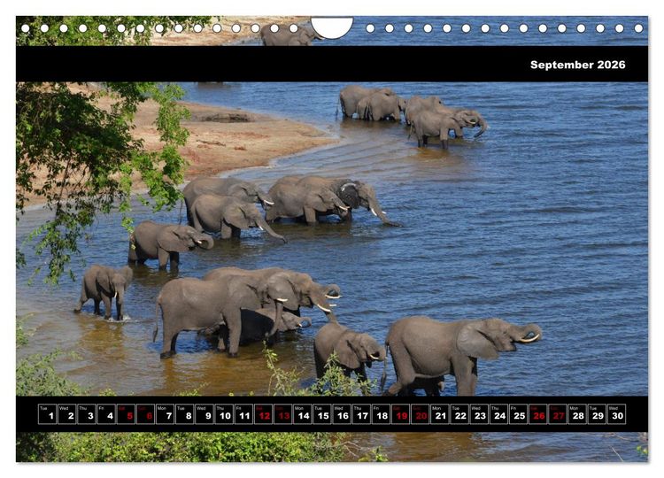 Produktbild: Elephants of Botswana (Wall Calendar 2026 DIN A4 landscape), CALVENDO 12 Month Wall Calendar