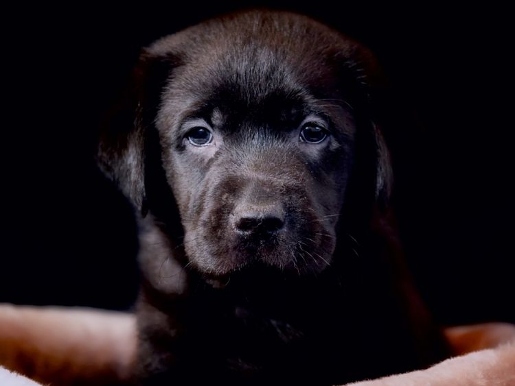 Produktbild: Labrador Welpe (Puzzle)