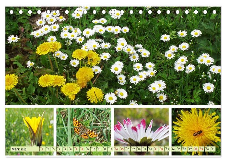 Produktbild: Bl&uuml;tenmeer am Wegesrand (Tischkalender 2026 DIN A5 quer), CALVENDO Monatskalender