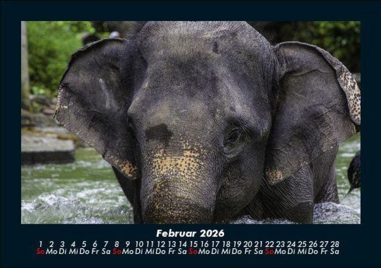 Produktbild: Elefanten - Die sanften Riesen Afrikas 2026 Fotokalender DIN A5