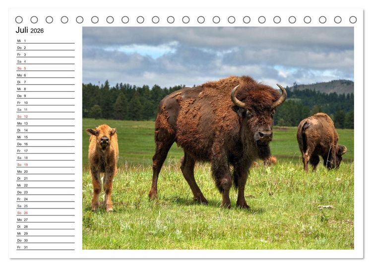Produktbild: Der nordamerikanische Bison (Tischkalender 2026 DIN A5 quer), CALVENDO Monatskalender