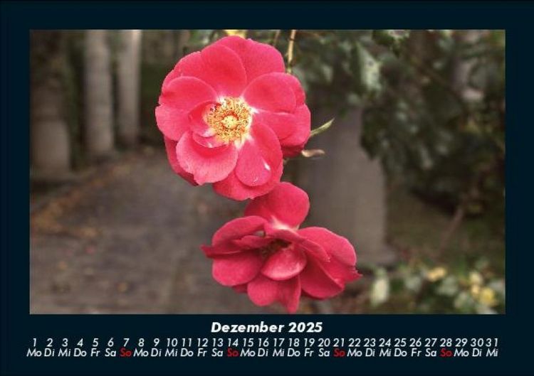 Produktbild: Blumentr&auml;ume 2025 Fotokalender DIN A5