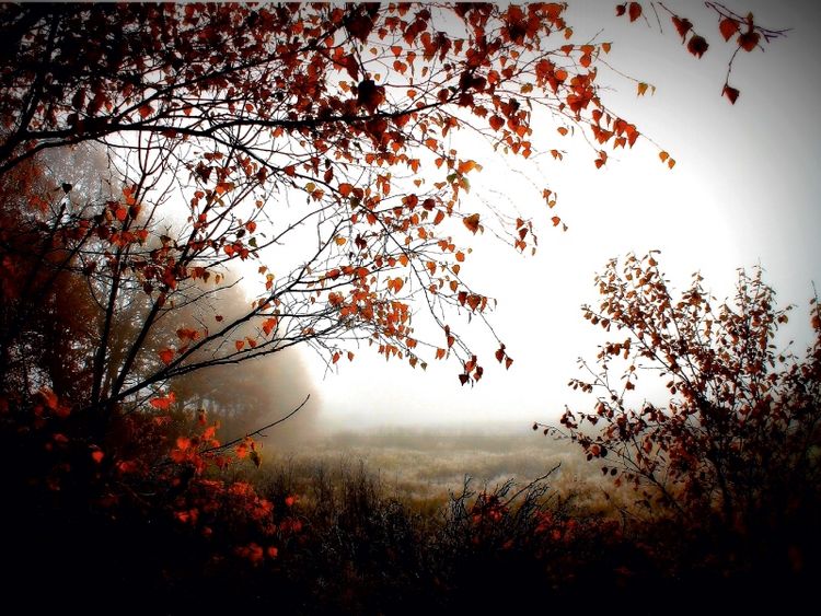 Produktbild: CALVENDO Puzzle Herbstlicht im Pennigb&uuml;ttelermoor | 1000 Teile Lege-Gr&ouml;&szlig;e 64x48cm Foto-Puzzle f&uuml;r gl&uuml;ckliche Stunden