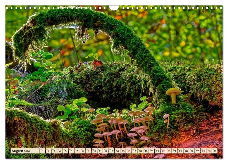 Produktbild: Spinnennetze - Wunder der Natur (Wandkalender 2026 DIN A3 quer), CALVENDO Monatskalender