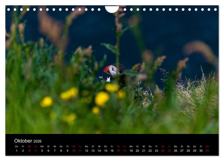 Produktbild: Puffins - V&ouml;gel des Nordens (Wandkalender 2026 DIN A4 quer), CALVENDO Monatskalender