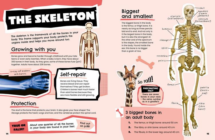 Produktbild: The Human Body