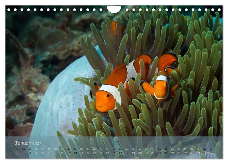 Produktbild: Anemonenfische - Streitbare Gesellen (Wandkalender 2027 DIN A4 quer), CALVENDO Monatskalender