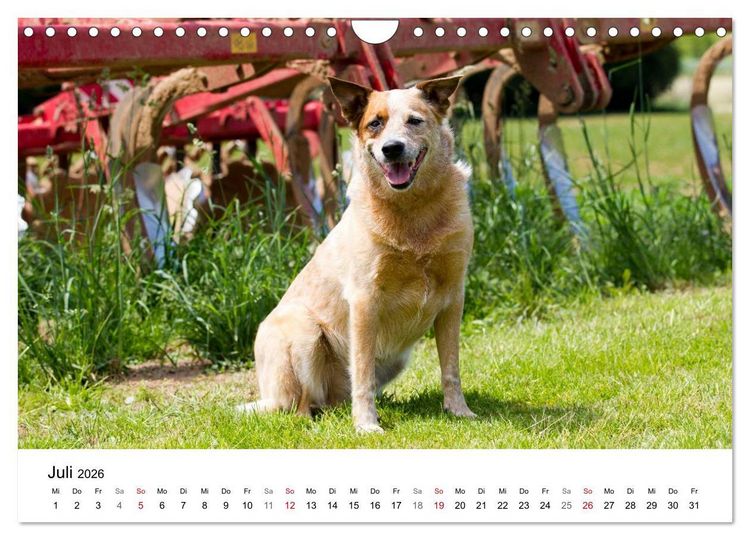 Produktbild: Faszinierende Australian Cattle Dogs (Wandkalender 2026 DIN A4 quer), CALVENDO Monatskalender