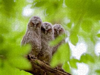 Produktbild: CALVENDO Puzzle Geschwister | 1000 Teile Lege-Gr&ouml;&szlig;e 64x48cm Foto-Puzzle f&uuml;r gl&uuml;ckliche Stunden