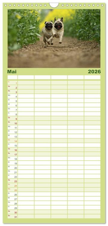 Produktbild: Familienplaner 2026 - Der MOPS-Kalender mit 5 Spalten (Wandkalender, 21 x 45 cm) CALVENDO