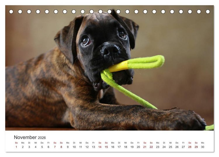 Produktbild: Welpenblicke (Tischkalender 2026 DIN A5 quer), CALVENDO Monatskalender