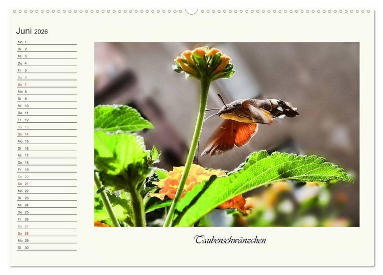 Produktbild: Blaue Holzbiene &ndash; Hummel &ndash; und Taubenschw&auml;nzchen. (hochwertiger Premium Wandkalender 2026 DIN A2 quer), Kunstdruck in Hochglanz