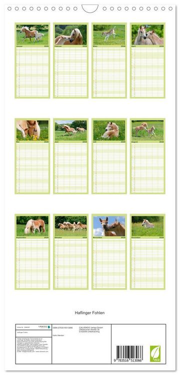 Produktbild: Familienplaner 2026 - Haflinger Fohlen mit 5 Spalten (Wandkalender, 21 x 45 cm) CALVENDO