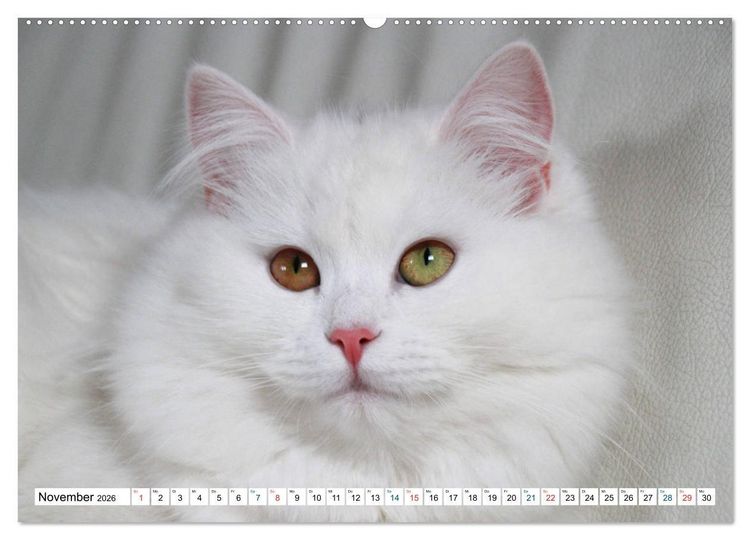 Produktbild: Die Perserkatze - Farbschlag Wei&szlig; (Wandkalender 2026 DIN A2 quer), CALVENDO Monatskalender