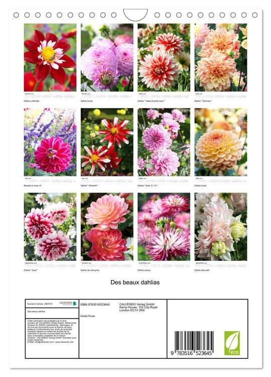 Produktbild: Des beaux dahlias (Calendrier mural 2026 DIN A4 horizontal), CALVENDO calendrier mensuel