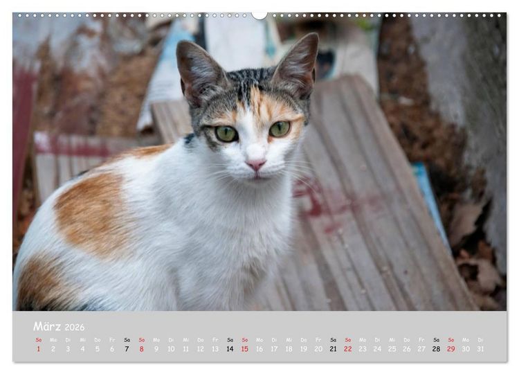 Produktbild: Katzen des S&uuml;dens (hochwertiger Premium Wandkalender 2026 DIN A2 quer), Kunstdruck in Hochglanz