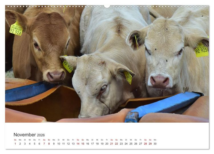 Produktbild: K&auml;lber - Kleine Herzensbrecher auf den Wiesen (Wandkalender 2026 DIN A2 quer), CALVENDO Monatskalender