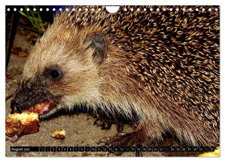 Produktbild: Meine Igel (Wandkalender 2026 DIN A4 quer), CALVENDO Monatskalender