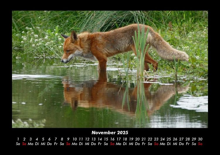 Produktbild: Waldbewohner 2025 Fotokalender DIN A3
