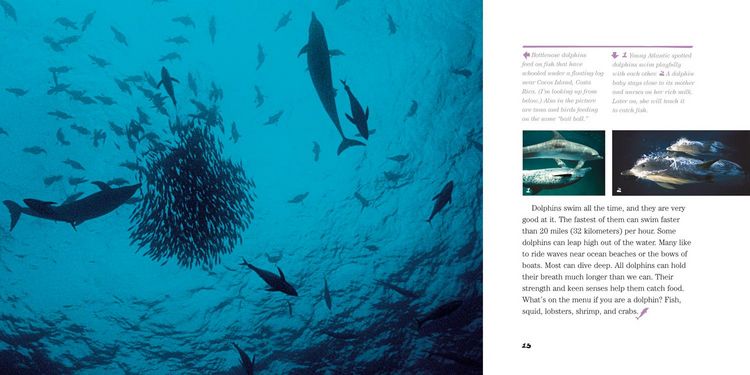 Produktbild: Face to Face with Dolphins