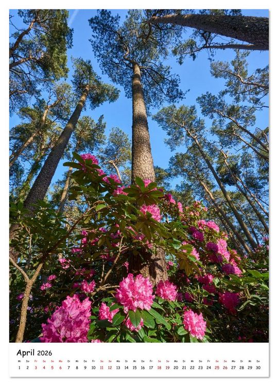 Produktbild: Zauberhafte Rhododendren (Wandkalender 2026 DIN A2 hoch), CALVENDO Monatskalender