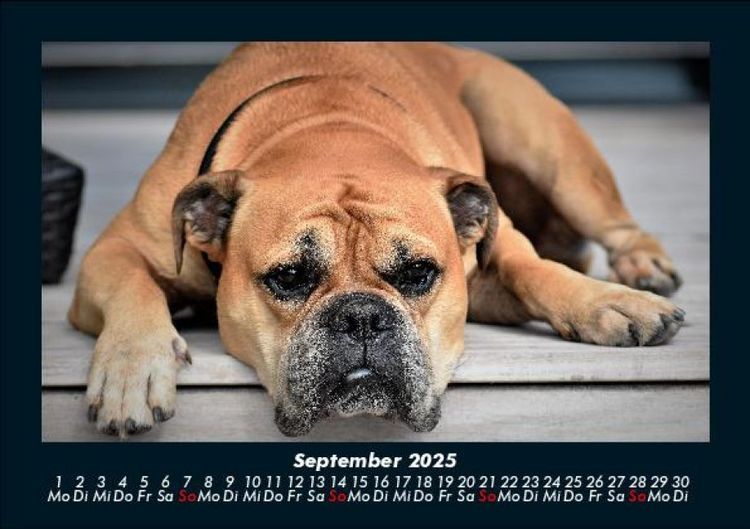 Produktbild: Der Hundekalender 2025 Fotokalender DIN A5