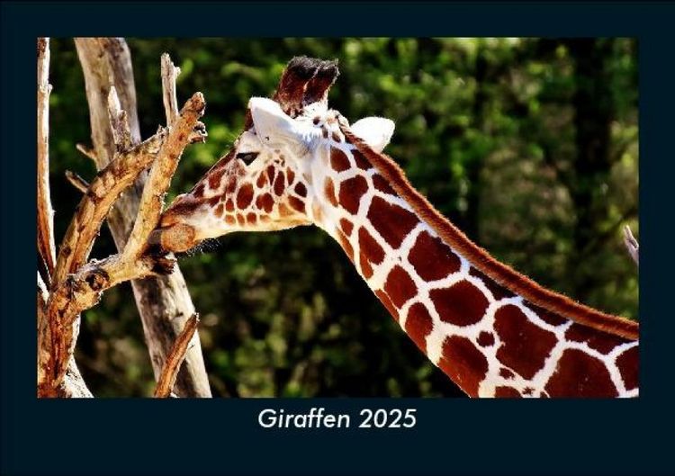 Produktbild: Giraffen 2025 Fotokalender DIN A5