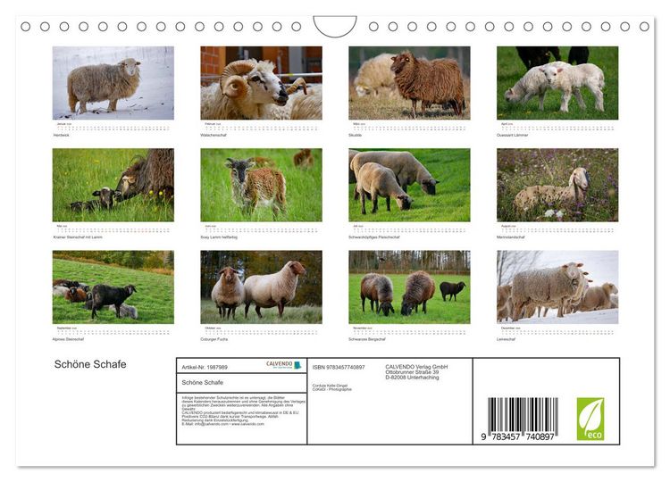 Produktbild: Sch&ouml;ne Schafe (Wandkalender 2026 DIN A4 quer), CALVENDO Monatskalender