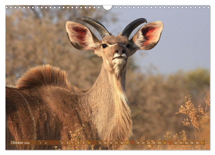 Produktbild: Wildtierparadies Afrika - Eine Foto-Reise durch die Savannen (Wandkalender 2026 DIN A3 quer), CALVENDO Monatskalender
