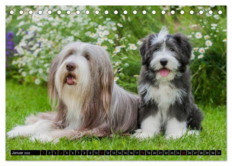 Produktbild: Liebenswerter Clown Bearded Collie (Tischkalender 2026 DIN A5 quer), CALVENDO Monatskalender
