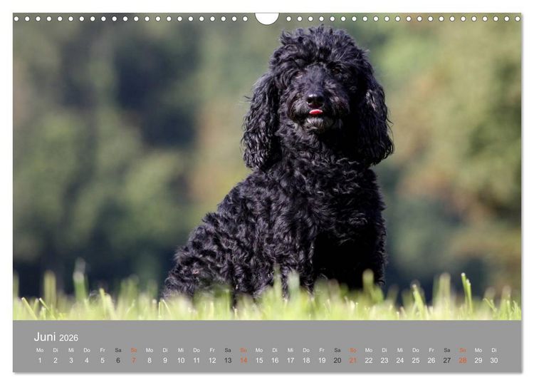 Produktbild: Graue Schnuten - Hunde in den besten Jahren (Wandkalender 2026 DIN A3 quer), CALVENDO Monatskalender