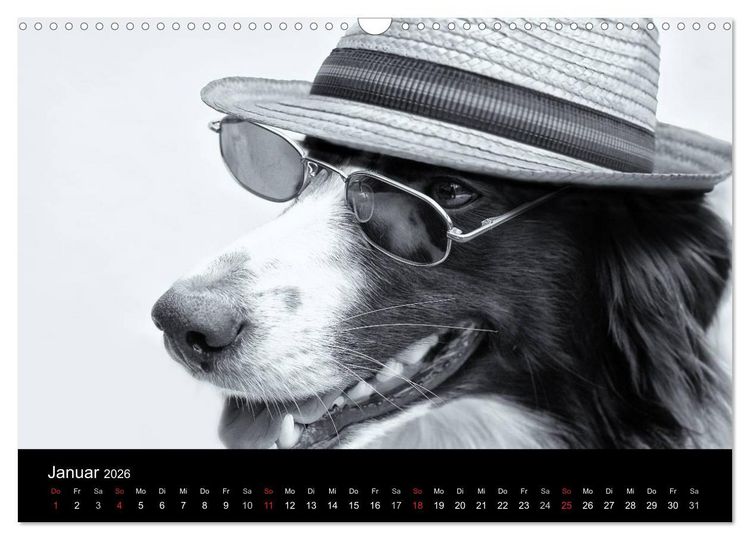 Produktbild: H&uuml;tehunde (Wandkalender 2026 DIN A3 quer), CALVENDO Monatskalender