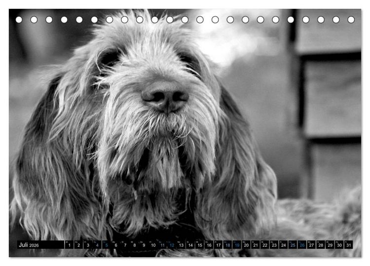 Produktbild: Carissimo Spinone Italiano (Tischkalender 2026 DIN A5 quer), CALVENDO Monatskalender