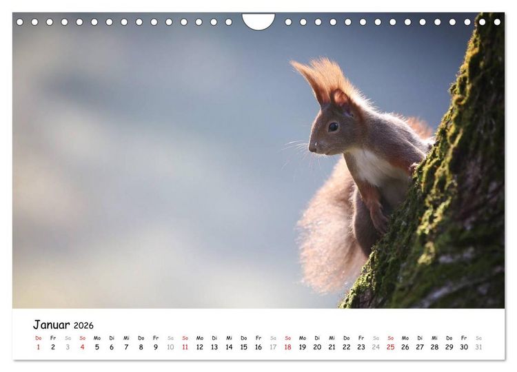 Produktbild: Unsere Eichh&ouml;rnchen in Bayern (Wandkalender 2026 DIN A4 quer), CALVENDO Monatskalender