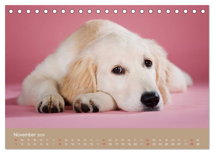 Produktbild: Golden Retriever (Tischkalender 2026 DIN A5 quer), CALVENDO Monatskalender