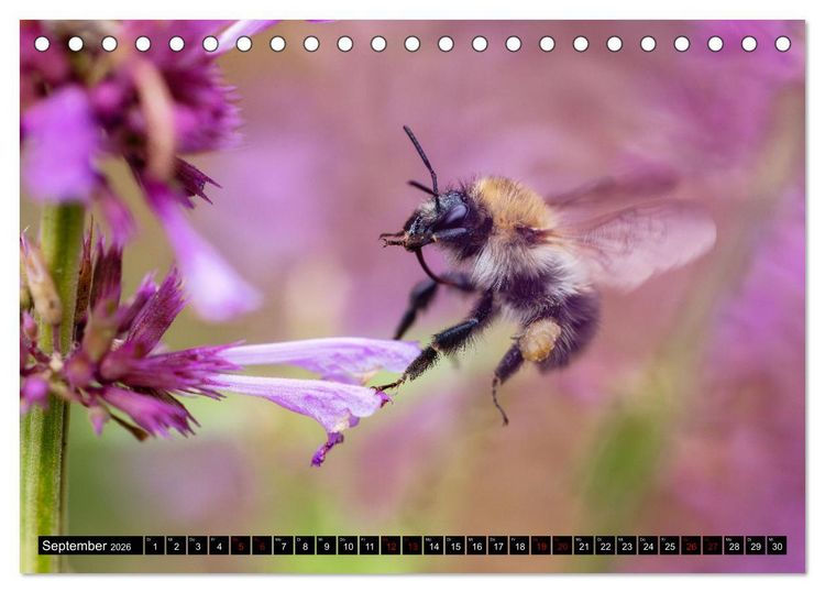 Produktbild: Hummeln - Flugaufnahmen eines faszinierenden Insekts (Tischkalender 2026 DIN A5 quer), CALVENDO Monatskalender