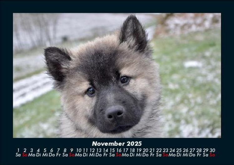 Produktbild: Hundezauber 2025 Fotokalender DIN A5