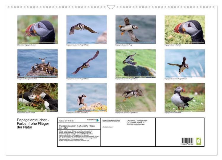 Produktbild: Papageientaucher - Farbenfrohe Flieger der Natur (Wandkalender 2026 DIN A2 quer), CALVENDO Monatskalender