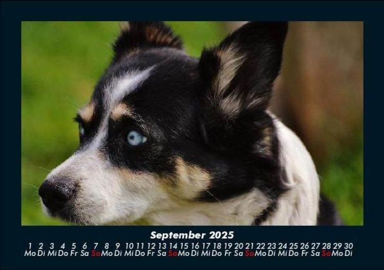 Produktbild: Welpen 2025 Fotokalender DIN A5