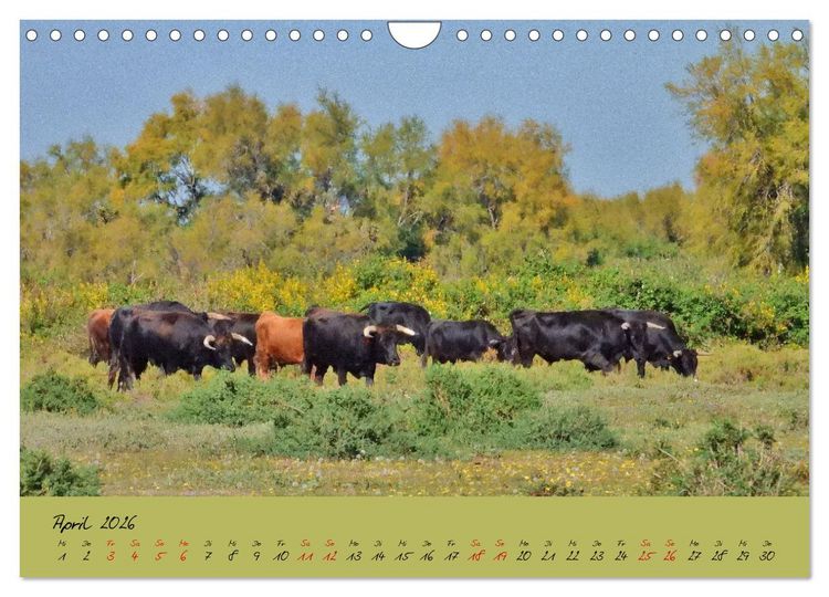 Produktbild: Wildes S&uuml;dfrankreich (Wandkalender 2026 DIN A4 quer), CALVENDO Monatskalender
